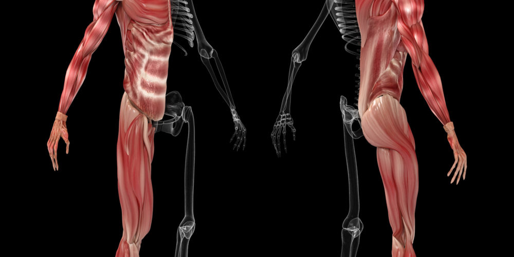 corps anatomie